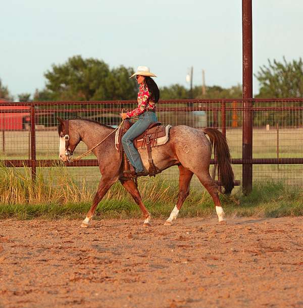 athletic-quarter-horse