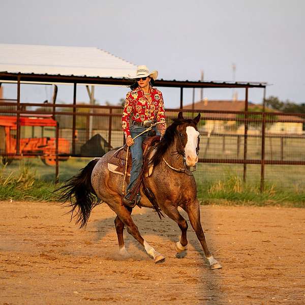 calf-roping-quarter-horse