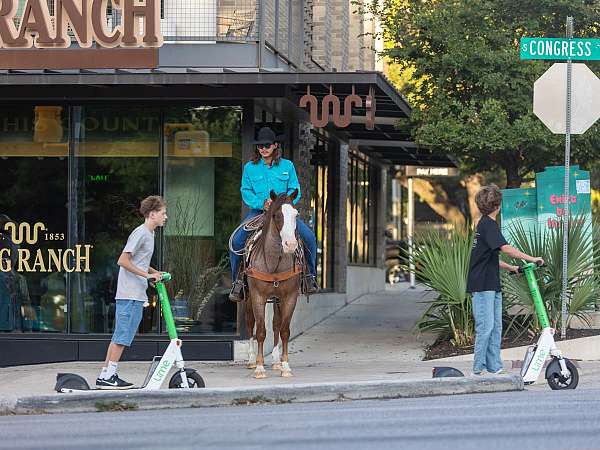 flashy-quarter-horse