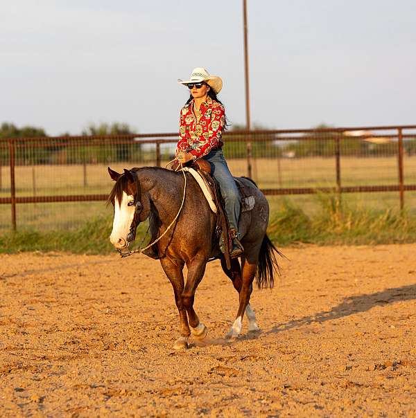 husband-safe-quarter-horse