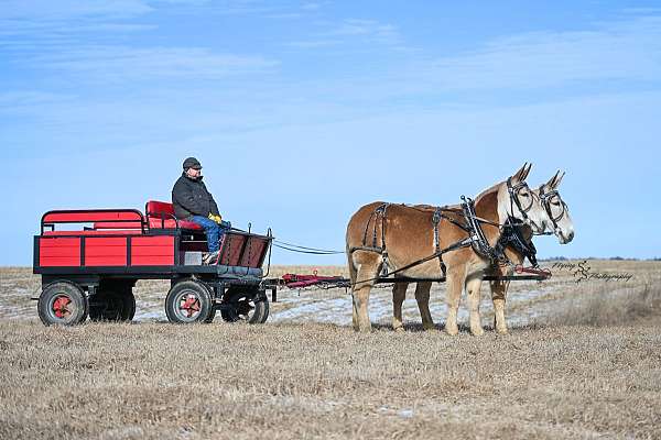 trail-riding-mule