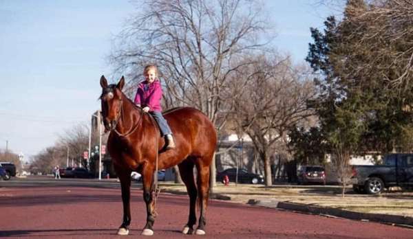 beginner-quarter-horse