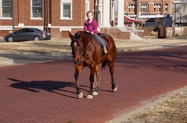 athletic-quarter-horse