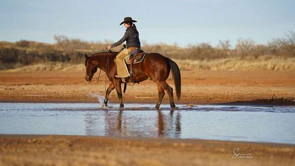 husband-safe-quarter-horse