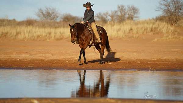 kid-safe-quarter-horse