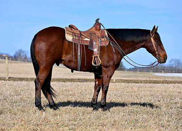 ranch-versatility-quarter-horse