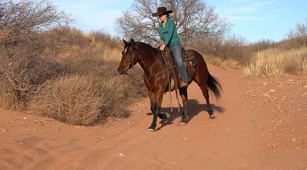 roping-quarter-horse