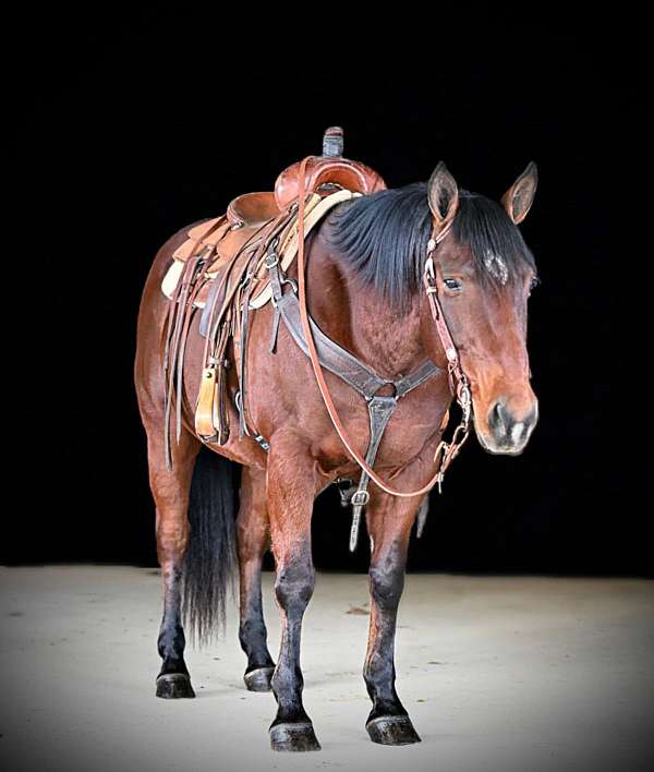 show-quarter-horse