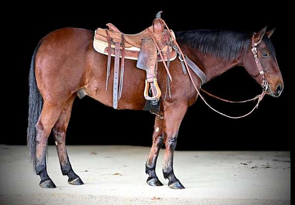 trail-riding-quarter-horse