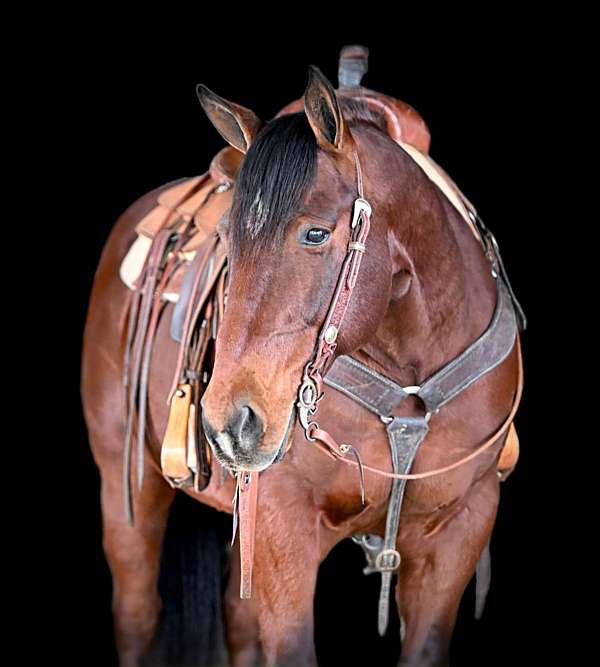 western-riding-quarter-horse