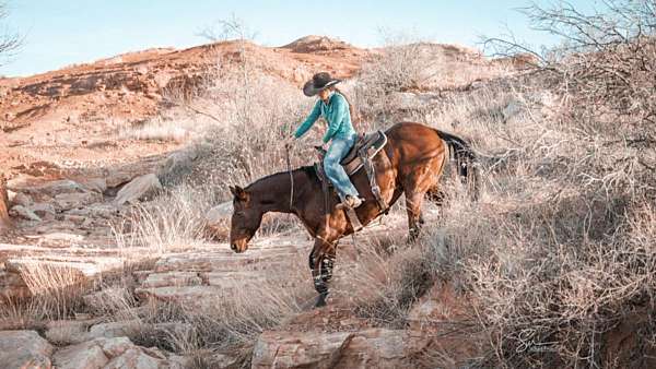 working-cattle-quarter-horse