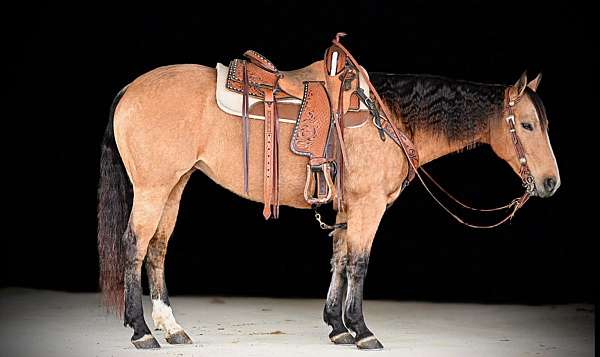 calf-roping-quarter-horse