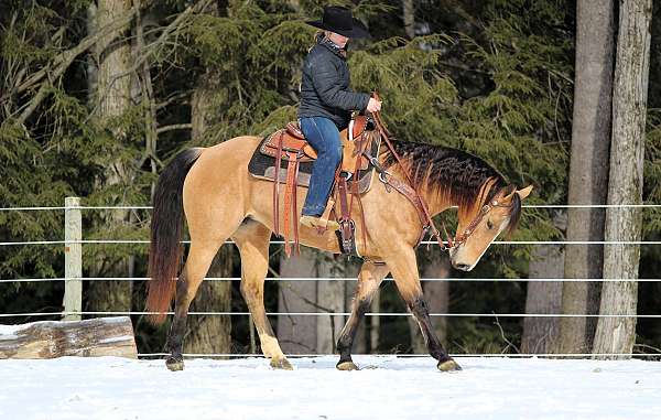 athletic-quarter-horse