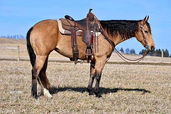 husband-safe-quarter-horse