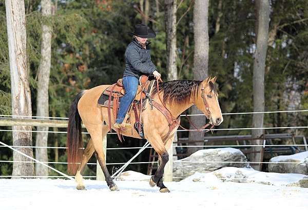 roping-quarter-horse