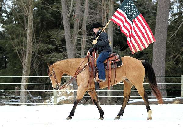 show-quarter-horse