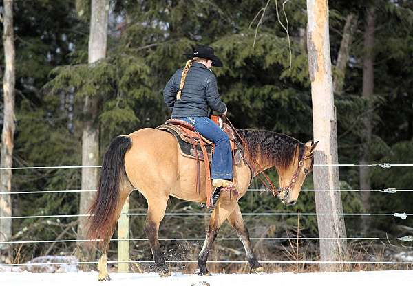 trail-riding-quarter-horse