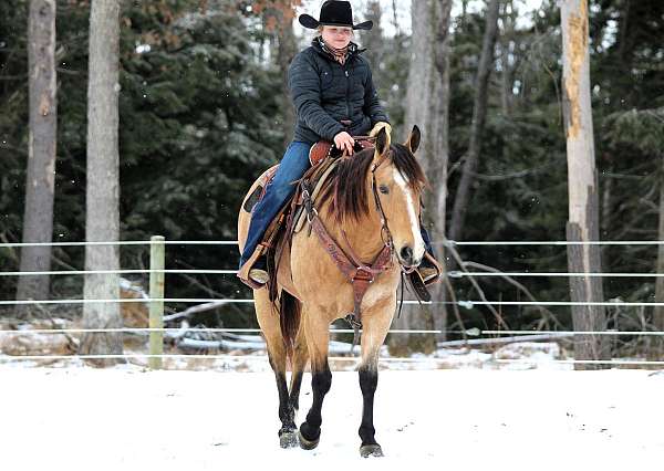 western-riding-quarter-horse