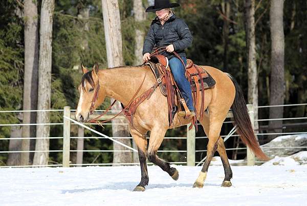 buckskin-quarter-horse-mare