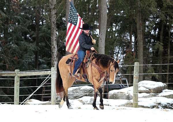 working-cattle-quarter-horse