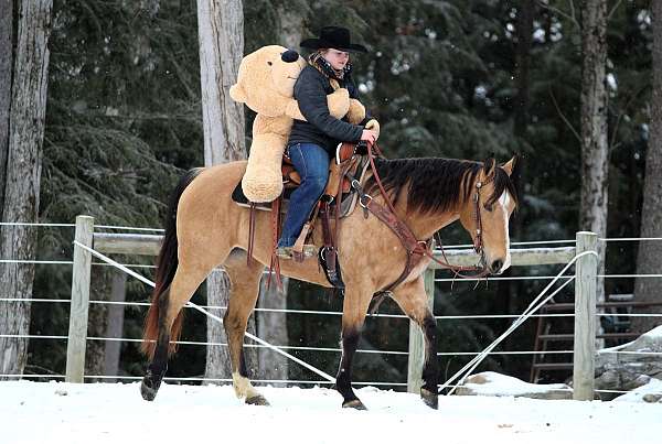 buckskin-all-around-horse