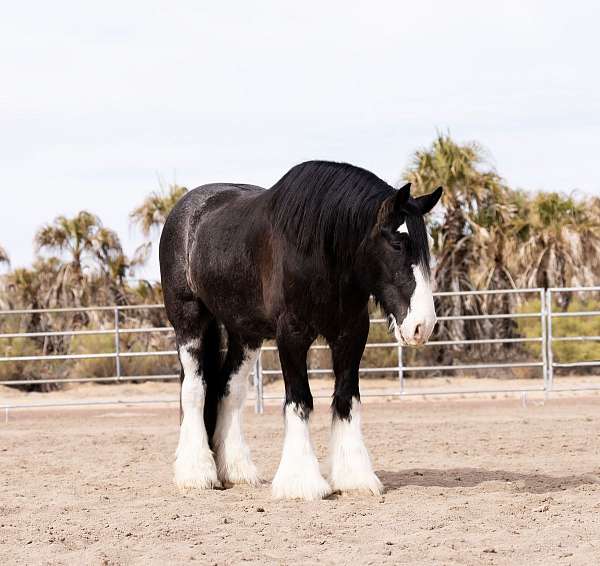 cross-gypsy-vanner-horse