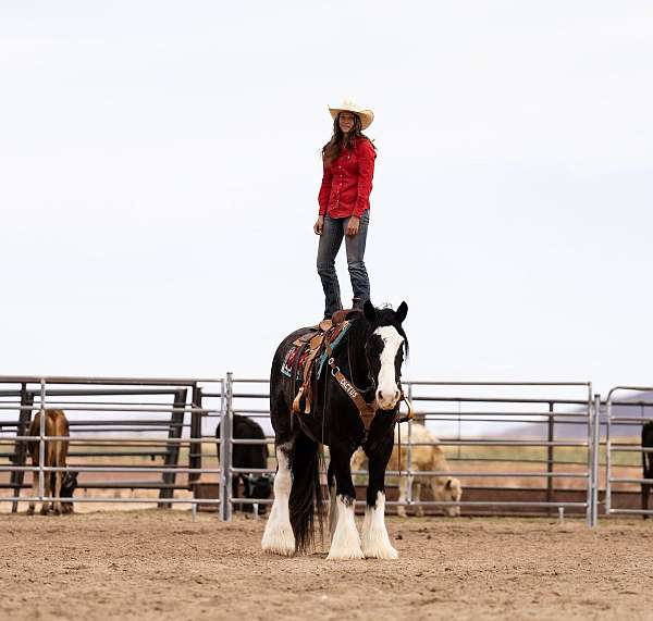 athletic-gypsy-vanner-horse