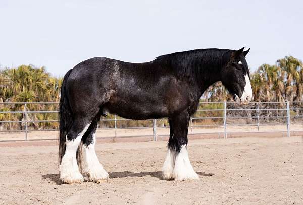 driving-gypsy-vanner-horse