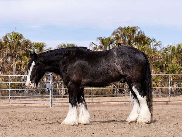 flashy-gypsy-vanner-horse