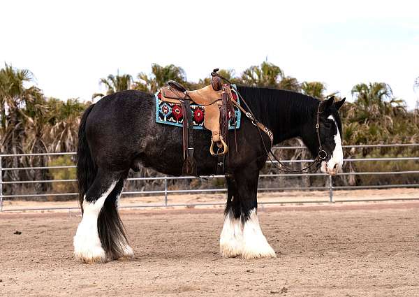 kid-safe-gypsy-vanner-horse