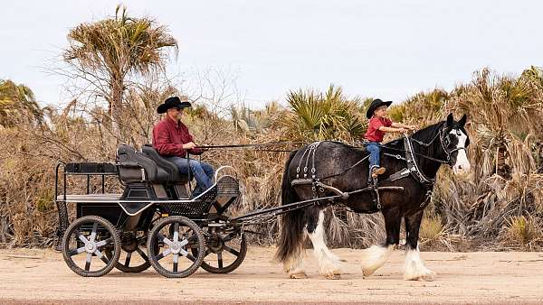 parade-gypsy-vanner-horse