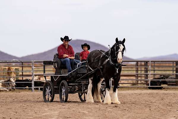 performance-gypsy-vanner-horse