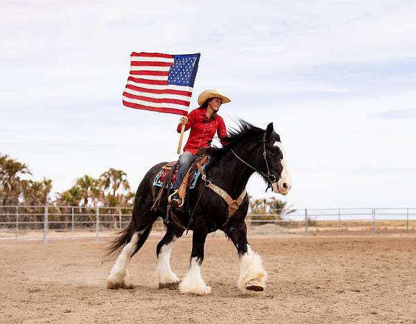 ridden-english-gypsy-vanner-horse