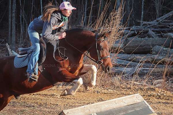 jumping-paint-horse