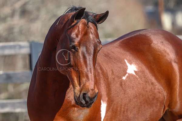 ranch-work-paint-horse