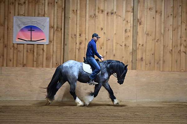 blue-roan-4-white-socks-horse