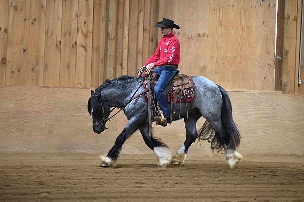 all-around-gypsy-vanner-horse