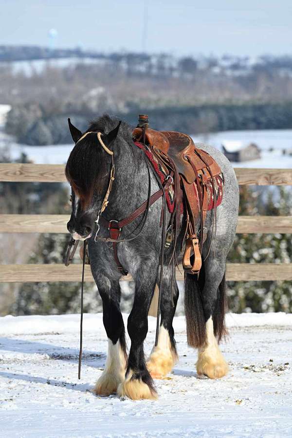 dressage-gypsy-vanner-horse