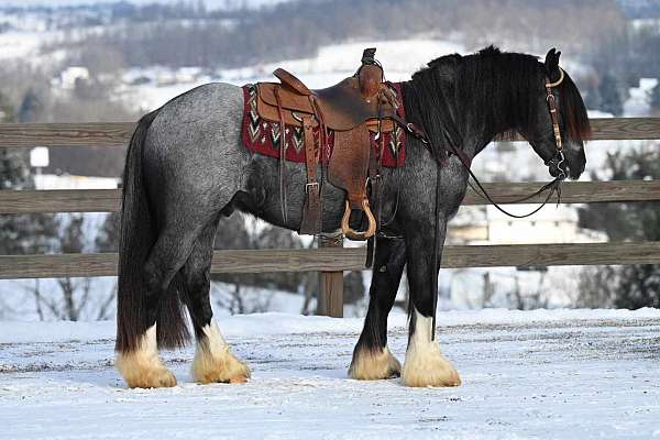 equitation-gypsy-vanner-horse