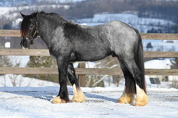 eventing-gypsy-vanner-horse