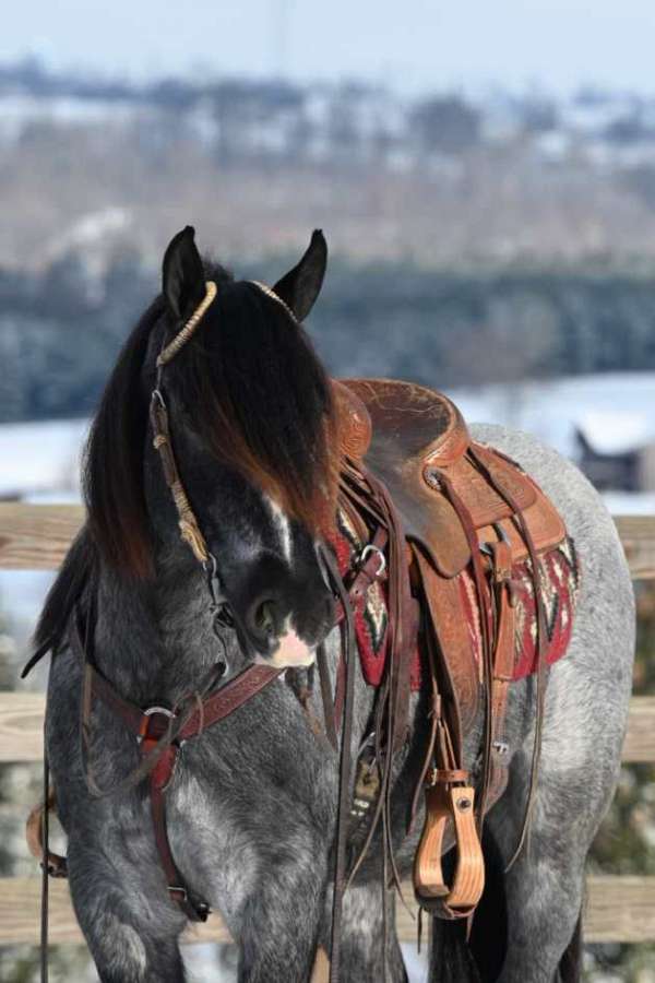 jumper-gypsy-vanner-horse