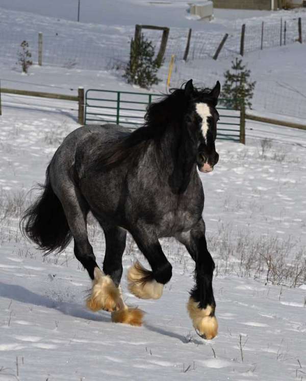 playday-gypsy-vanner-horse