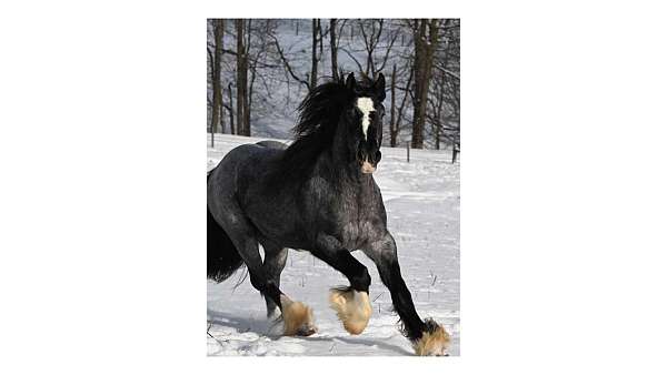 4-white-socks-horse