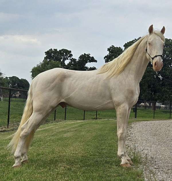 gaited-prospect-tennessee-walking-horse