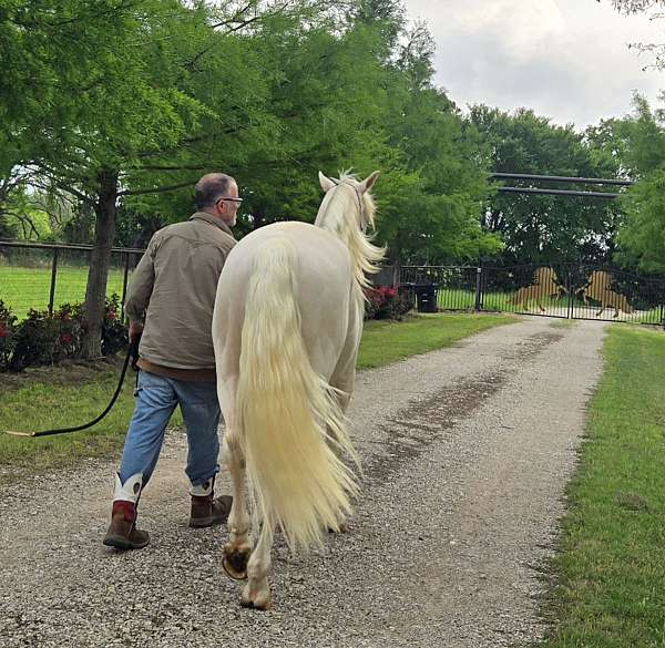 gaited-prospect-horse