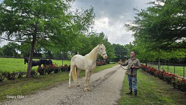 gaited-prospect-gelding