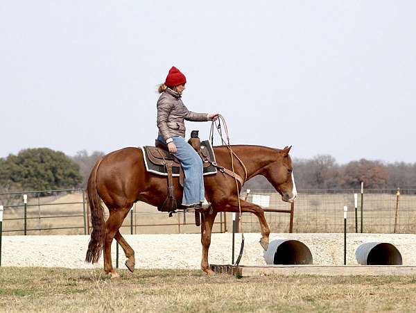 ranch-versatility-quarter-horse