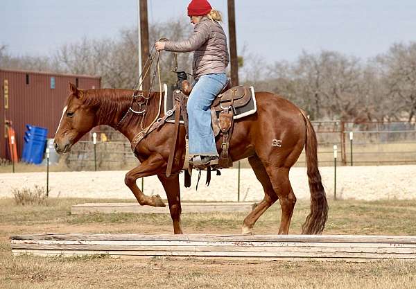 ranch-work-quarter-horse