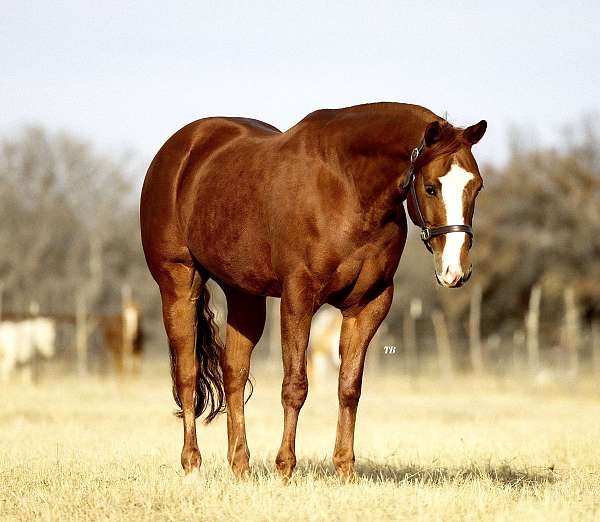 flashy-quarter-horse