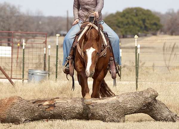 reining-quarter-horse